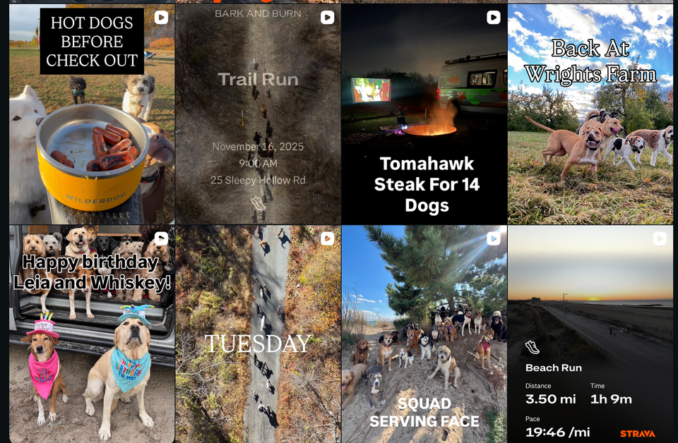 Balades Canines en Groupe : 15 000€/mois Sans Local Ni Employés