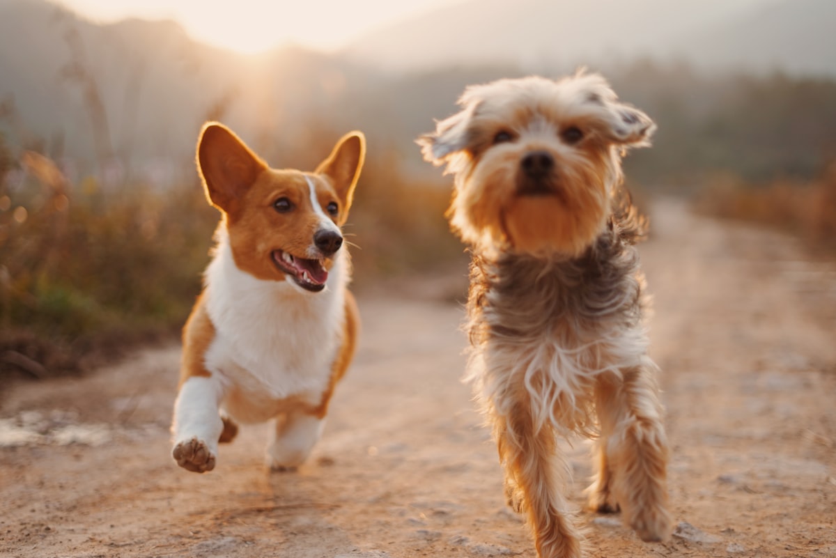 Balades Canines d'aventure